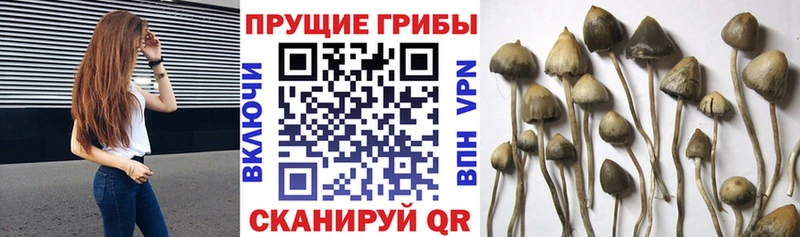 Галлюциногенные грибы Magic Shrooms  наркота  omg tor  Афипский 